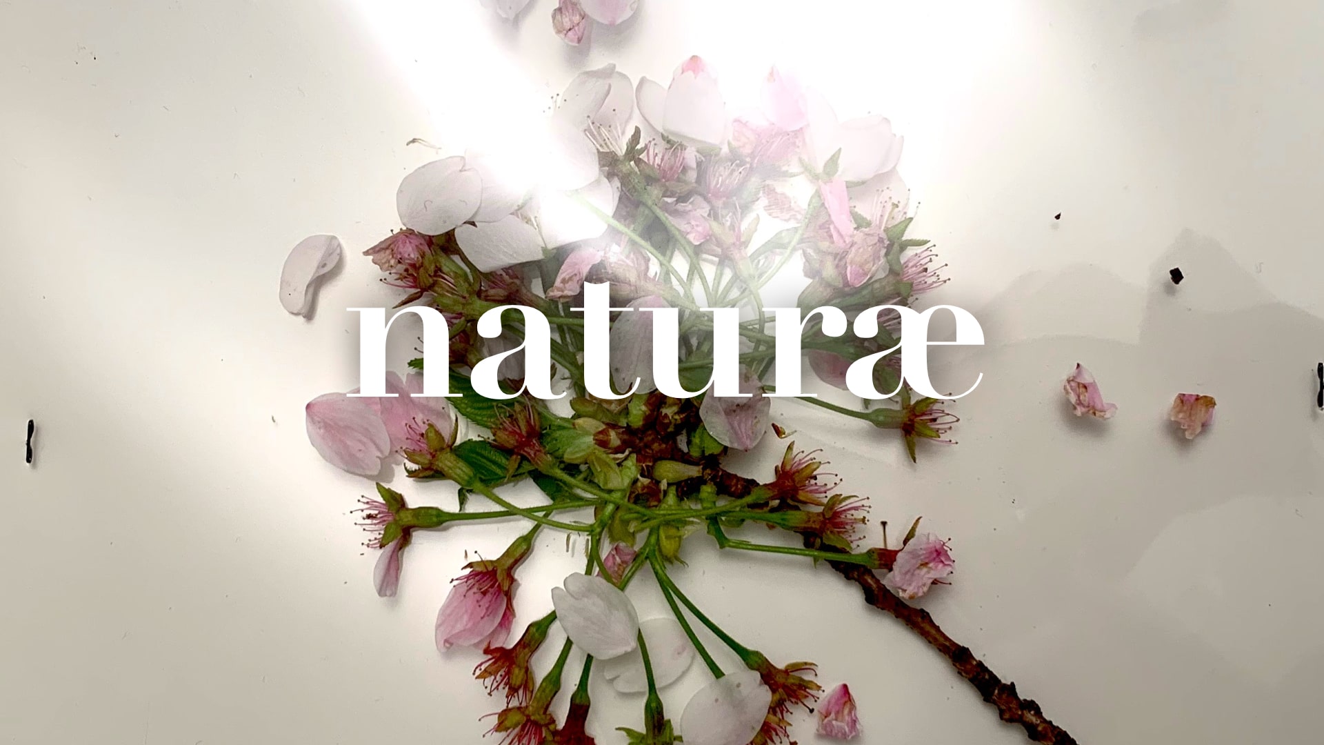 Lezziero: Naturæ. Nascita, espansione, contrazione e dissoluzione, da accettare con saggezza e comprensione.