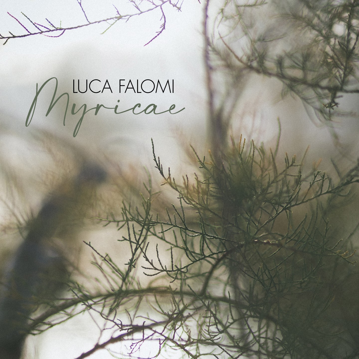 Luca Falomi – Myricae (Abeat Records, 2025)